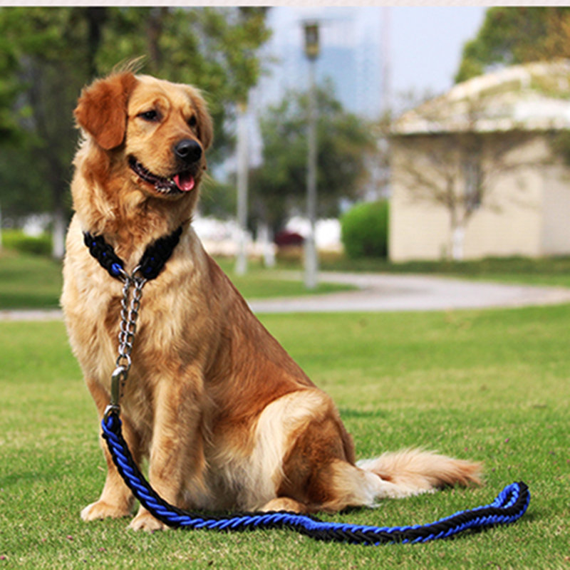 Como CUIDAR de um animal de estimação?O que é um cão comer para pregn