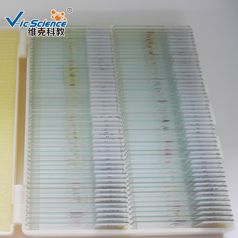 100 pcs histology preparadas slides kit microscópio preparar slides em caixa de plástico