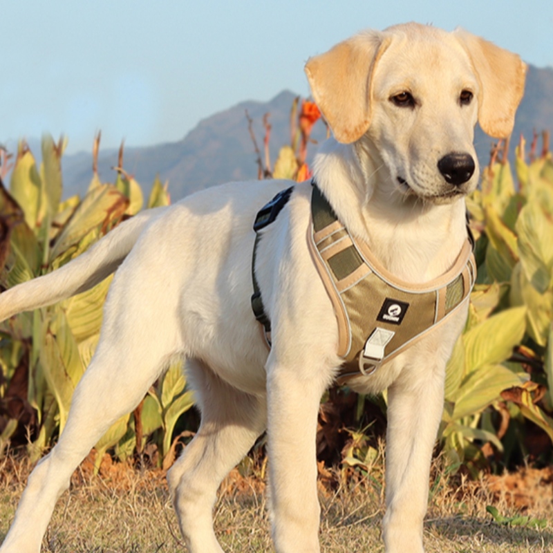 Animal de estimação Fornecedor Cão Arnês Colete Garganta Ajustável Não Pull Dog Harness Tactical Militar Service Colete