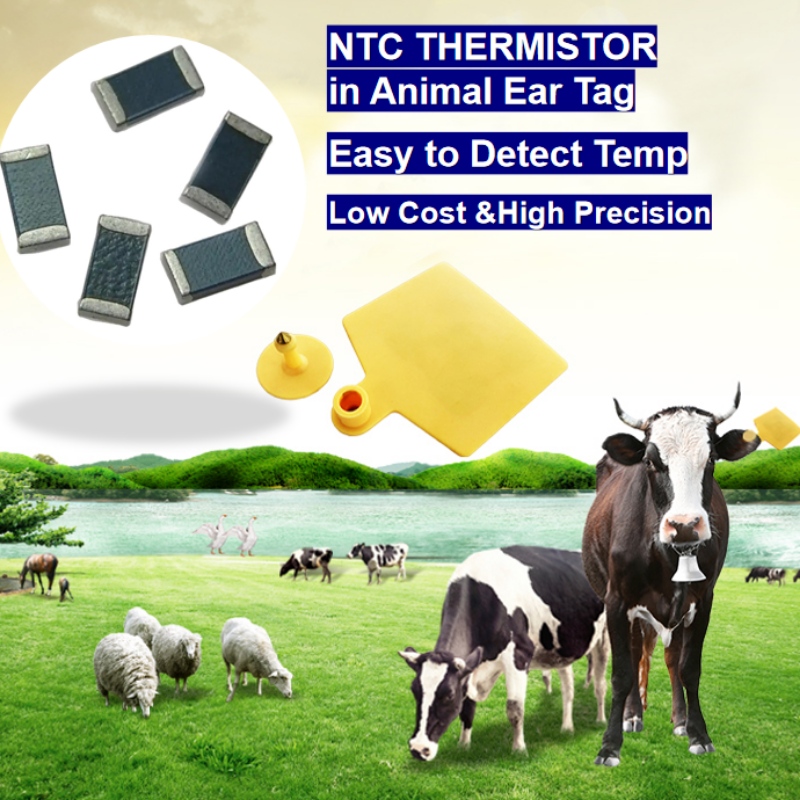 Sensor de temperatura do termistor NTCna etiqueta de orelha animal, criação inteligente