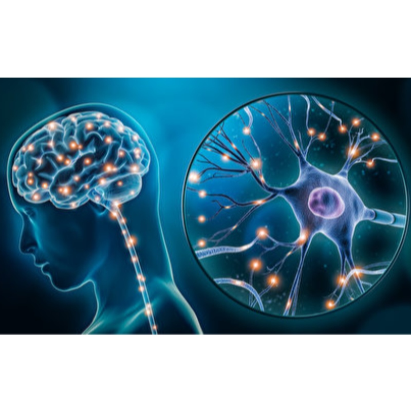 NMN: atrasa o envelhecimento do sistemanervoso central