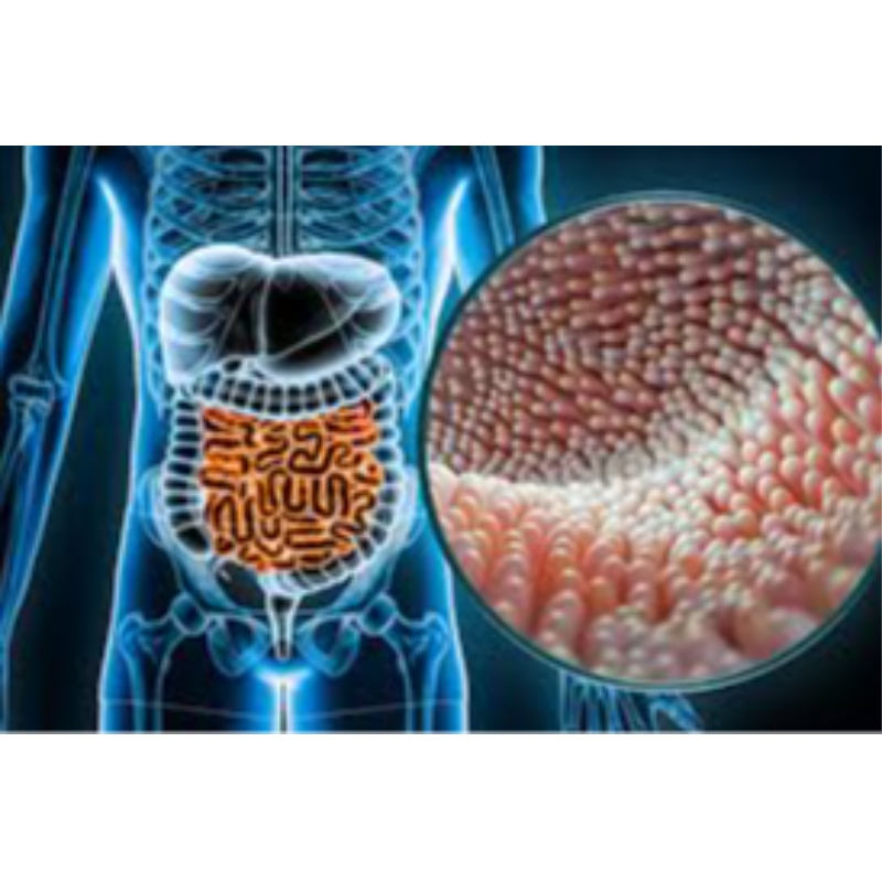 Pequim union Faculdade de Medicina: NMN pode proteger o intestino contra danos causados ​​pela radiação