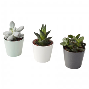Plantas Suculentas Artificiais